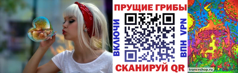 Галлюциногенные грибы Psilocybine cubensis  блэк спрут   Сафоново 